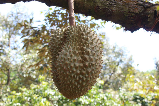 istock Thai fruits, Durian 697824012
