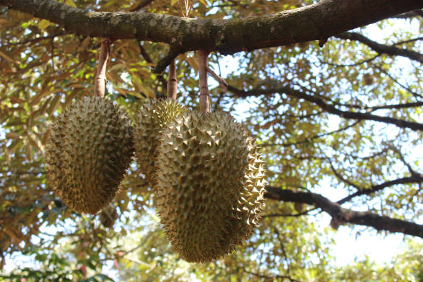 istock Thai fruits, Durian 697824014