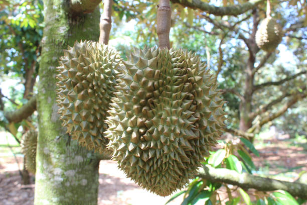 istock Thai fruits, Durian 697824044