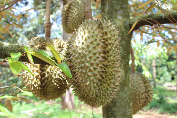 istock Thai fruits, Durian 697824084