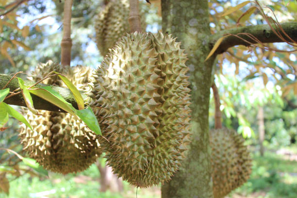 istock Thai fruits, Durian 697824088