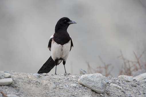 Forked-tailed Drongo (Dicrurus adsimilis) at Etosha National Park in Kunene Region, Namibia