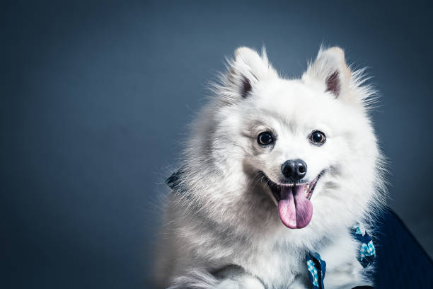 white dog white dog spitz type dog stock pictures, royalty-free photos & images