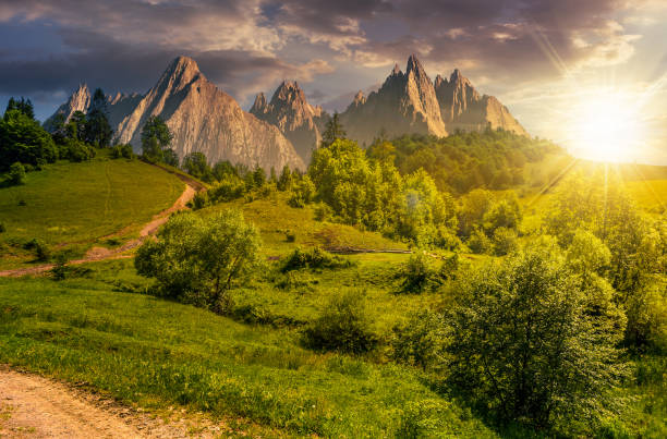 istock forest on grassy hillside in tatras at sunset 697827114
