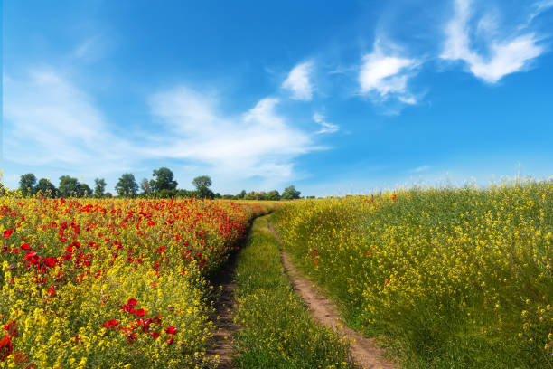istock Road in field and blue sky with clouds. 697827362