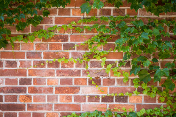 istock Green brick wall with ivy leaves. Ecological background, copy space. 697827590
