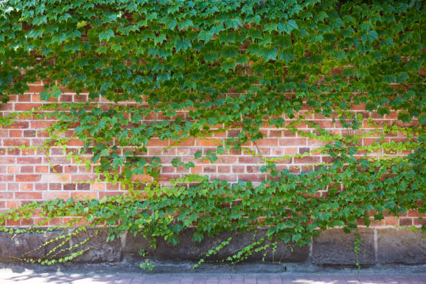 istock Green brick wall with ivy leaves. Ecological background, copy space. 697827638