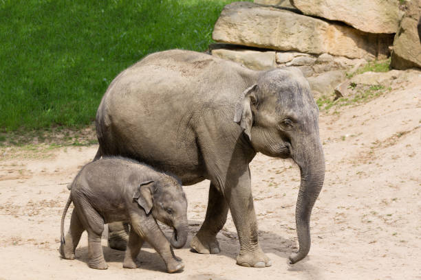 madre elefante elefante bebé en zoológico - south africa addo animal elephant fotografías e imágenes de stock