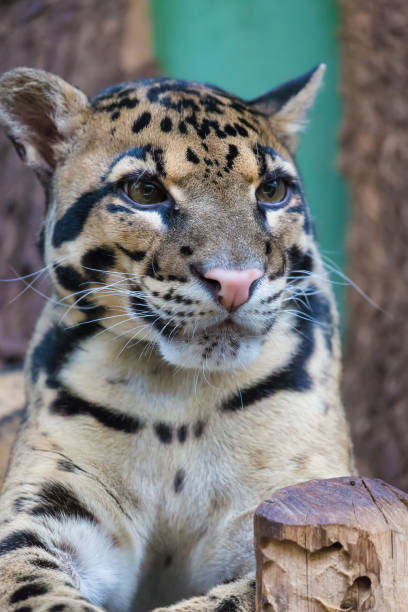 Clouded leopard close up portrait Neofelis nebulosa. Wildlife animal Clouded leopard close up portrait Neofelis nebulosa. Wildlife animal. portrait of beautiful clouded leopard neofelis nebulosa stock pictures, royalty-free photos & images