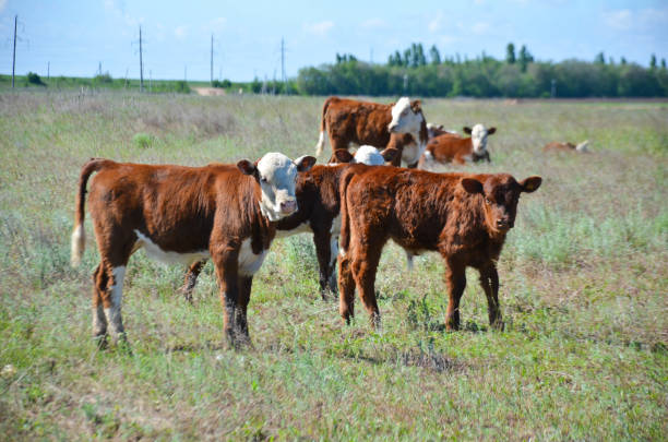 istock Calves graze on the large field 697834332