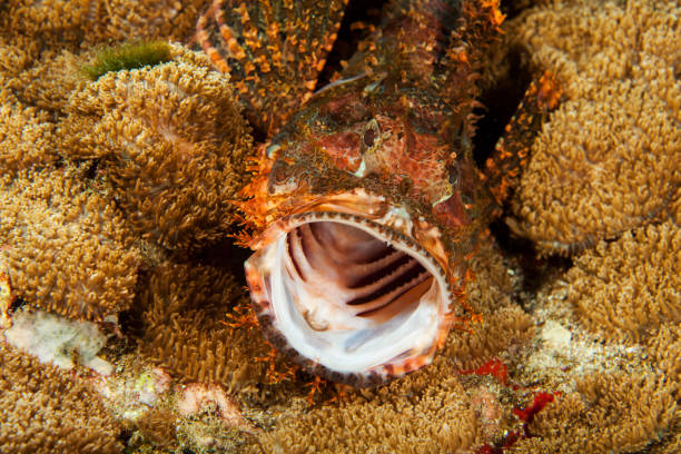 Stone fish close-up. Sipadan island. Celebes sea. Malaysia Stone fish close-up. Sipadan island. Celebes sea. Malaysia scorpionfish photos stock pictures, royalty-free photos & images