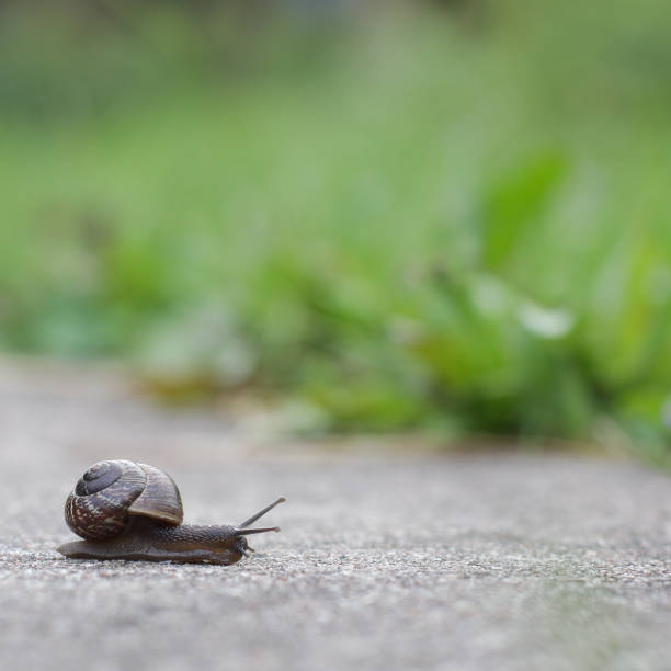 istock Snail on green foliage background 697837498