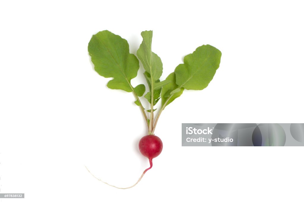 radish Red Stock Photo