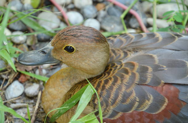 istock spotted whistling duck in garden 697838196