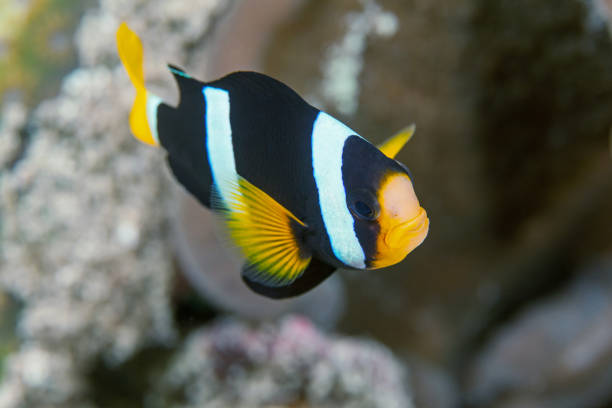 クマノミのクローズ アップ。シミラン諸島。アンダマン海。タイ。 - sea life andaman sea thailand damselfish ストックフォトと画像