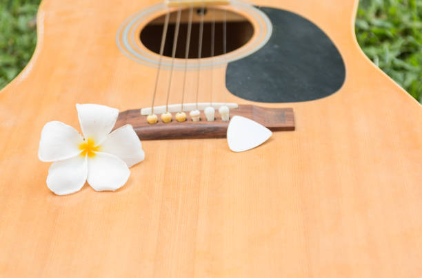 istock Plumeria and guitar. 697838866