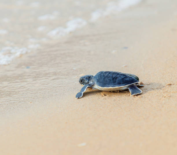 istock Green sea turtle walk to the ocean 697841856