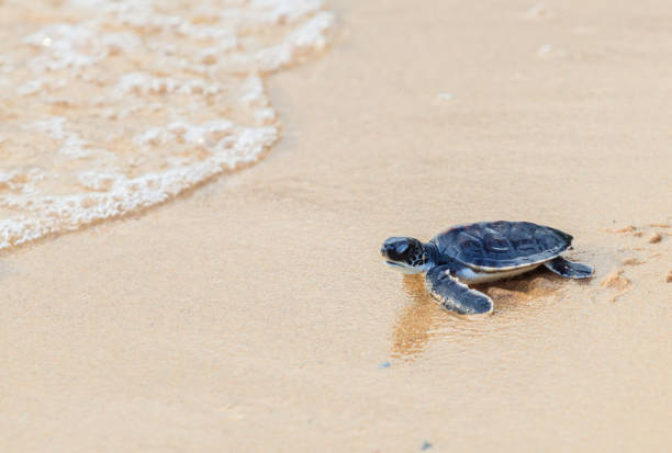 istock Green sea turtle walk to the ocean 697841858