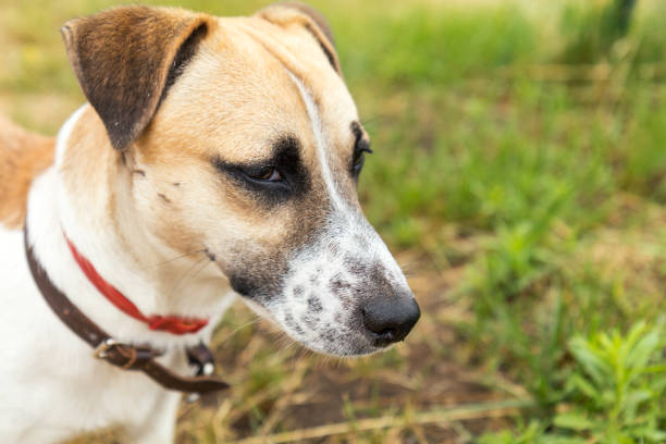 istock Red dog playing on the yellowed lawn 697845018