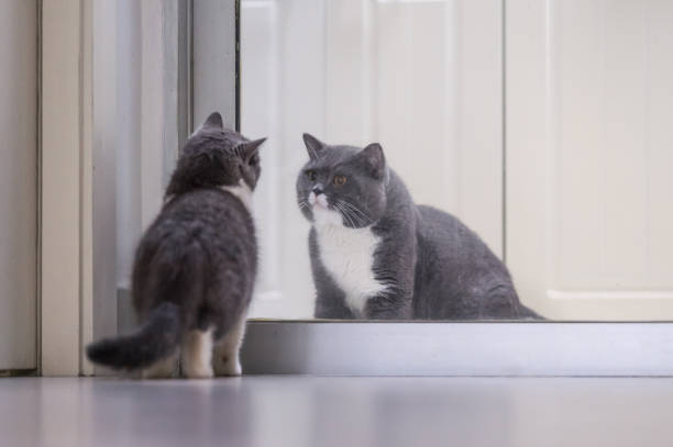 Gray British shorthair cats, indoors