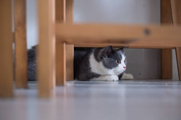istock Gray British shorthair cats, indoors 697845248