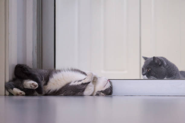 istock Gray British shorthair cats, indoors 697845262