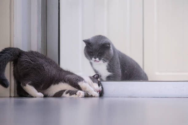 istock Gray British shorthair cats, indoors 697845264
