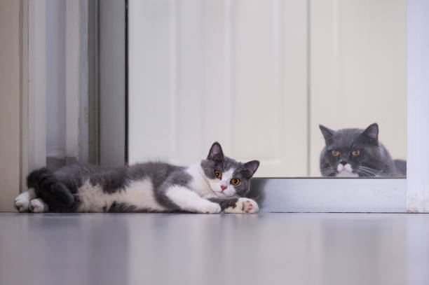 istock Gray British shorthair cats, indoors 697845276