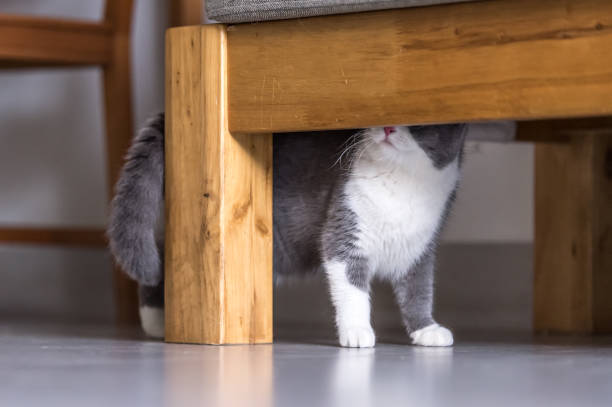 istock Gray British shorthair cats, indoors 697845344