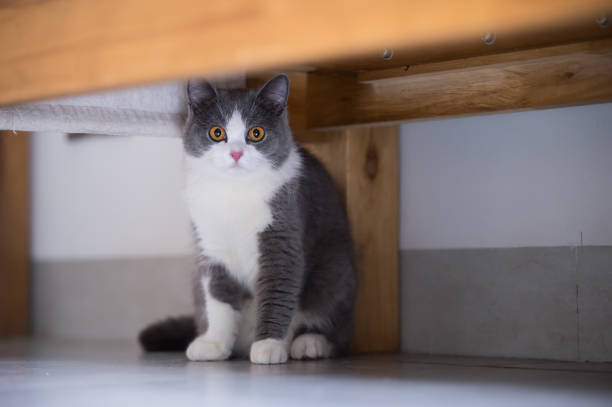 istock Gray British shorthair cats, indoors 697845356