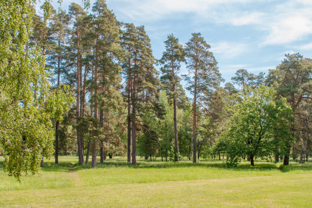 tall pine trees on a glade in the arboretum - artex imagens e fotografias de stock