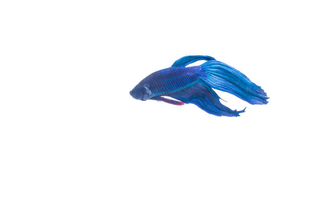 istock SIAMESE FIGHTING FISH, with blackness. Isolated white background 697848556