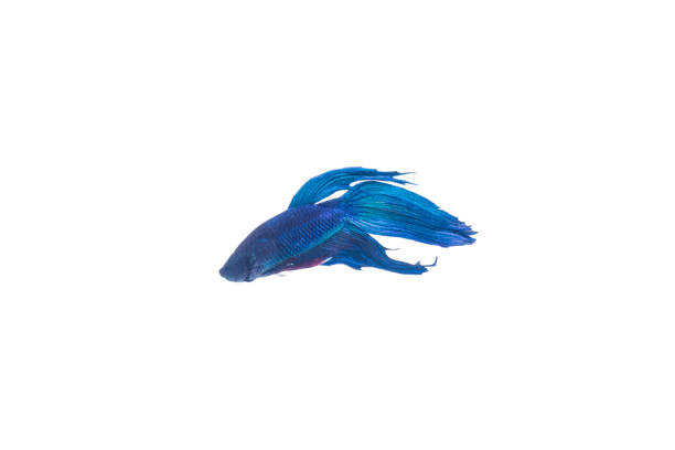istock SIAMESE FIGHTING FISH on with  Isolated white background 697848636