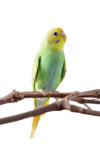 istock yellow and green Budgerigar (Melopsittacus undulatus). 697853068