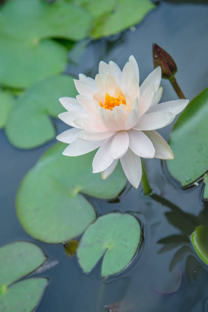 istock lotus flower in pond 697856478