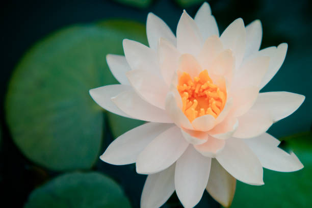 istock lotus flower in pond 697856490