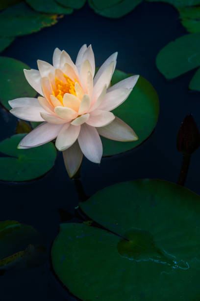 istock lotus flower in pond 697856674