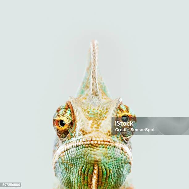 Cute Chameleon Looking At Camera Stock Photo - Download Image Now - Chameleon, Animal Themes, Animal