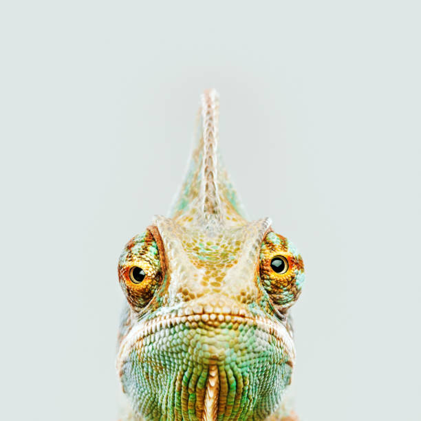 cute chameleon looking at camera - reptile imagens e fotografias de stock