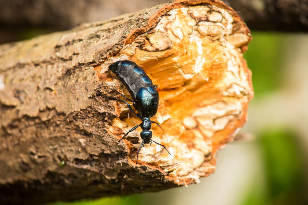 istock A beautiful closeup of a dark blue beetle walking on a tree trunk 697859898