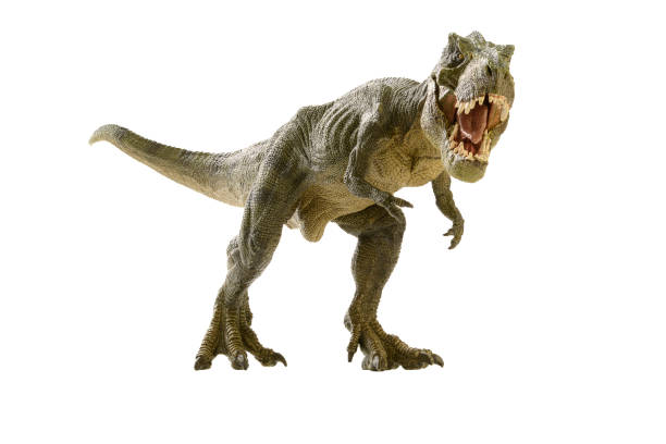 Dinosaur shooting dinosaur on white background tyrannosaurus rex photos stock pictures, royalty-free photos & images