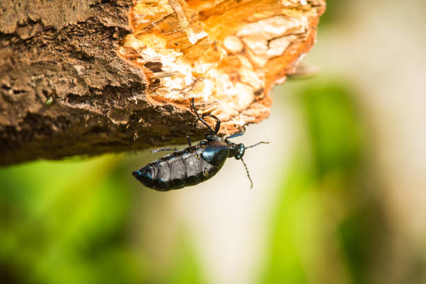 istock A beautiful closeup of a dark blue beetle walking on a tree trunk 697859980