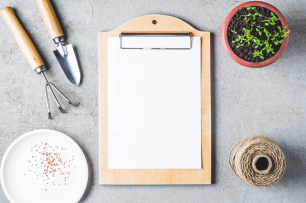 istock Sprouts in a pot, seeds and garden tools on a gray concrete background 697863072