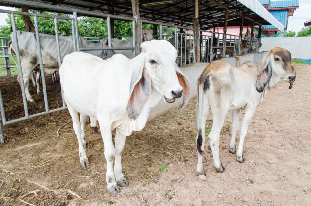 istock Cow walking outside the cowshed 697864266