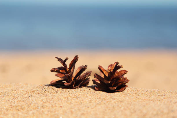 Woman hand  touching the blue colored pine cone