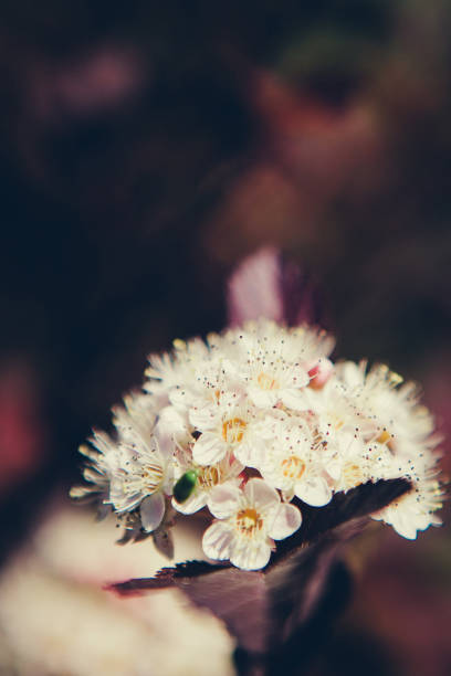 istock Nature of the summer garden 697865164
