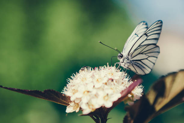 istock Nature of the summer garden 697865190