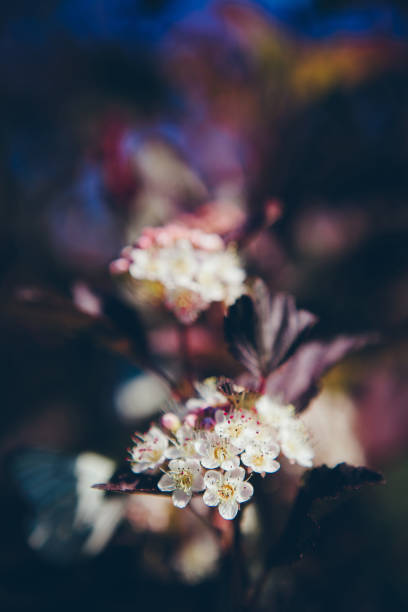 istock Nature of the summer garden 697865222