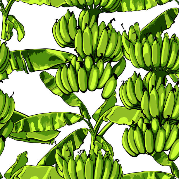 Seamless tropical pattern with banana leaves. Vector illustration. Seamless tropical pattern with banana leaves. Vector illustration 7676 stock illustrations