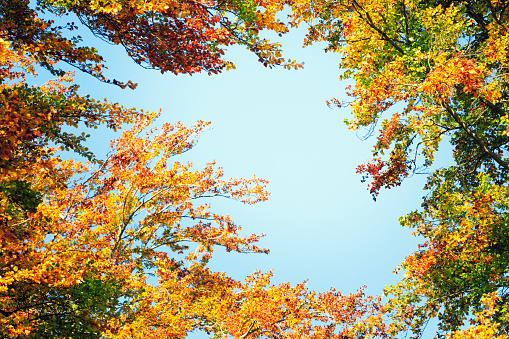 Colorful orange yellow red maple tree branch foreground autumn fall leaf color foliage leaves season in rural countryside background of dirt road in Albemarle county Virginia